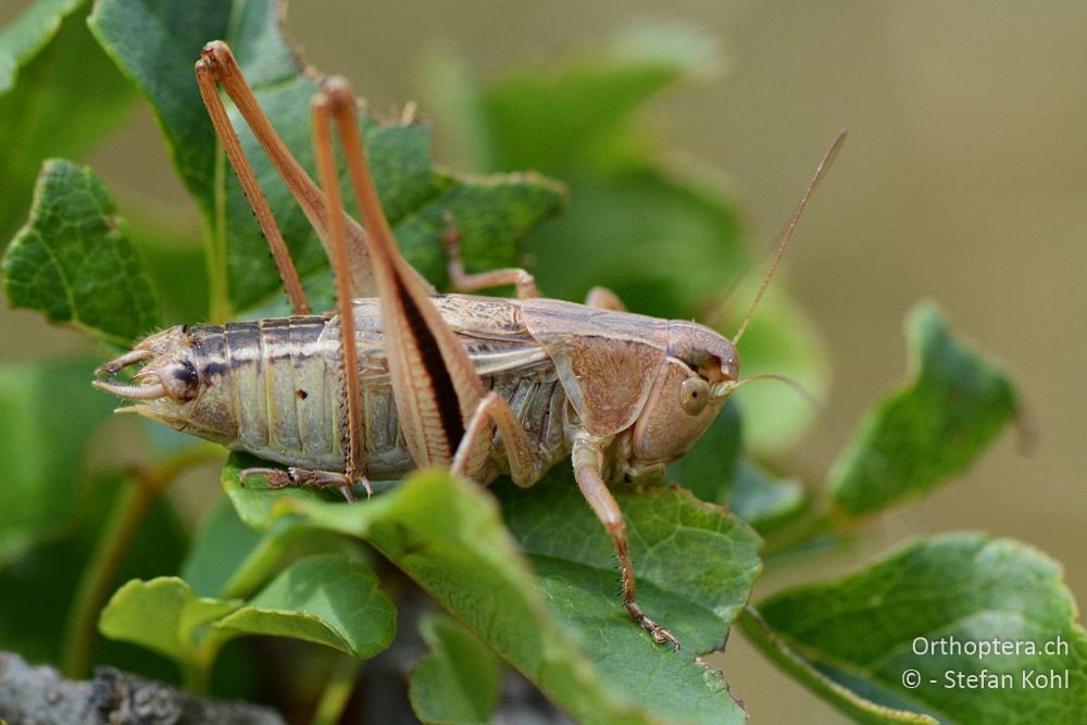 Modestana modesta ♂ - HR, Istrien, Brest, 25.07.2015