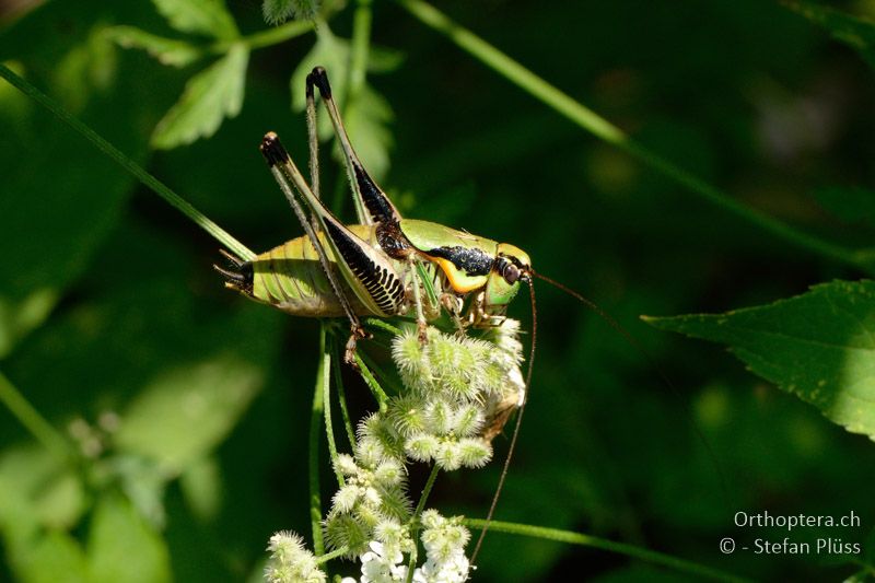 Eupholidoptera megastyla ♂ - GR, Zentralmakedonien, Giannitsa, 09.07.2013