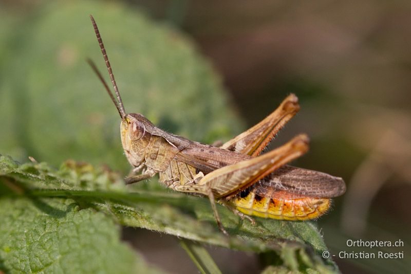 Chorthippus mollis ♂ - CH, VD, Chamblon, 06.09.2013