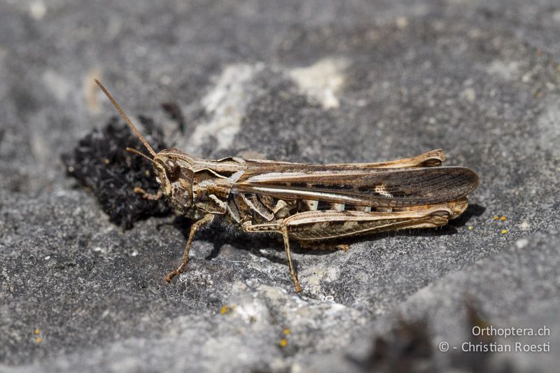 Chorthippus brunneus ♀ - CH, BE, Biel, 09.09.2013