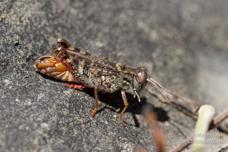 Calliptamus barbarus ♂ - CH, BE, Biel, 09.09.2013