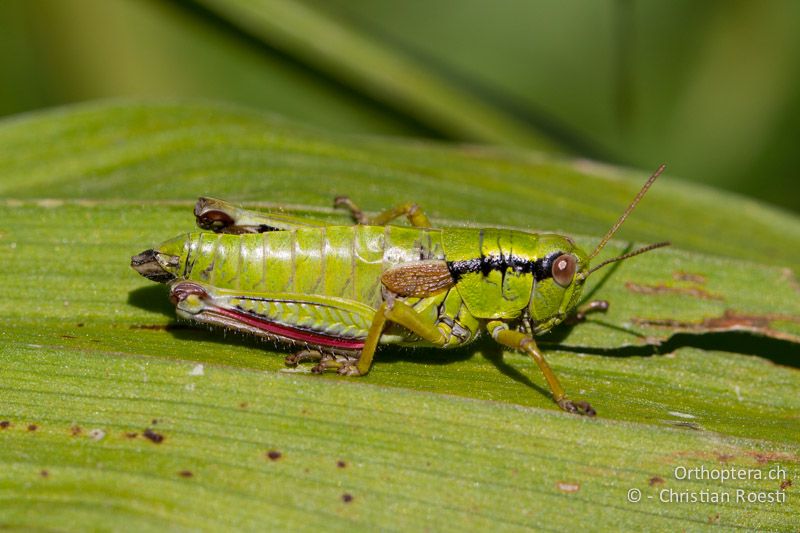 Miramella alpina ♀, junges Tier - CH, BE, Stechelberg, 23.07.2013