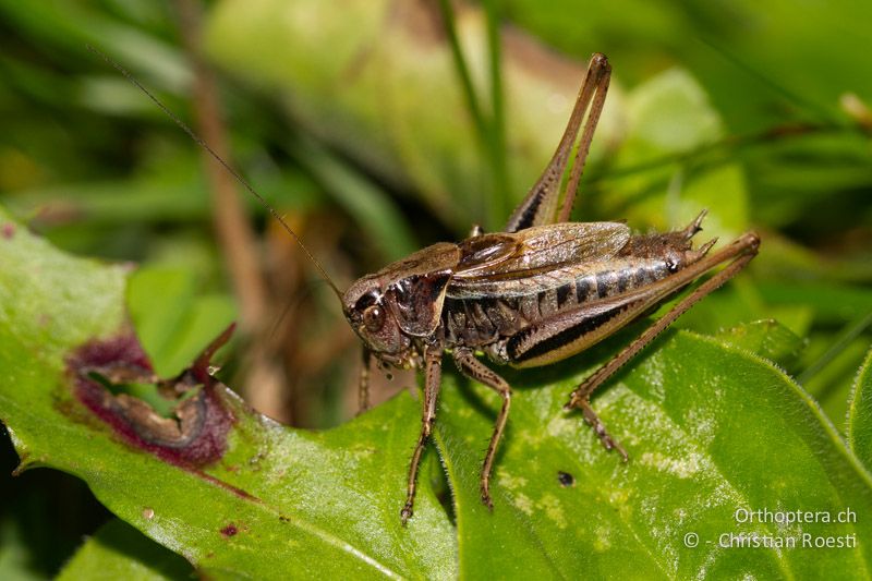 Metrioptera brachyptera ♂ - CH, BE, Stechelberg, 23.08.2013