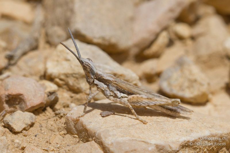 Männliche Kurzfühlerschrecke der Gattung Pyrgomorpha