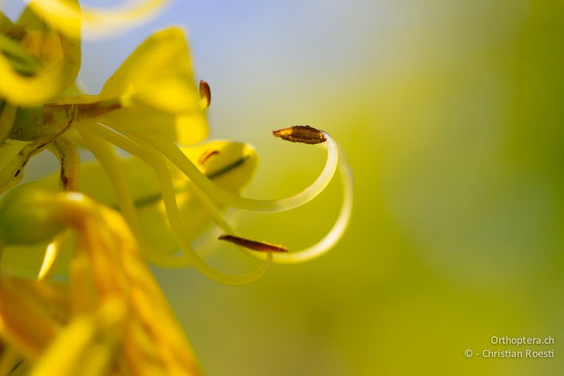 Staubbeutel vom Gelben Affodil (Asphodeline lutea). Balgarevo, 27.04.2012