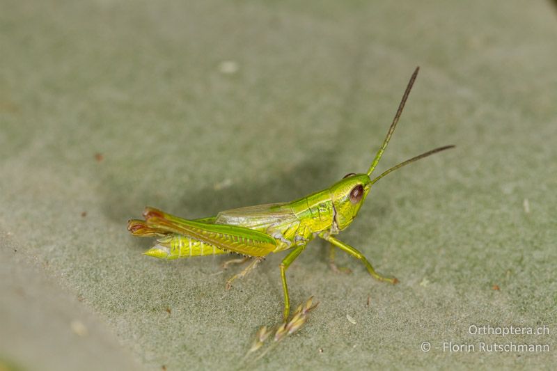 Euthystira brachyptera ♂ - GR, Westmakedonien, Mt. Vernon, 22.07.2012