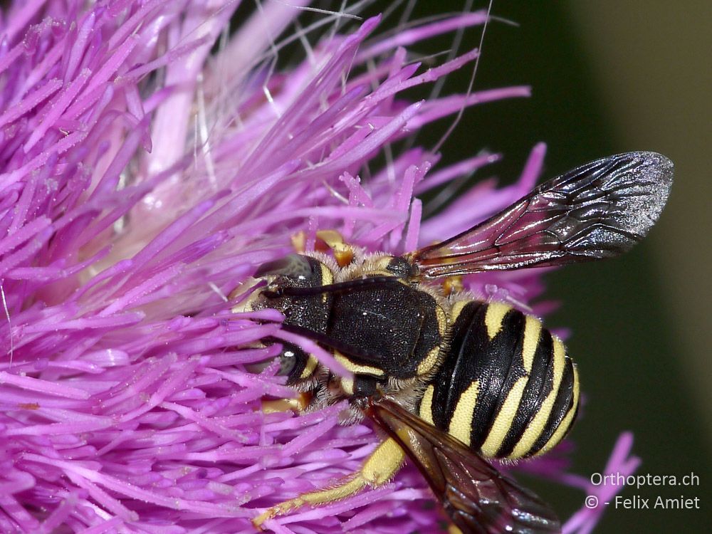 Anthidium dumerlei - GR, Zentralmakedonien, Kerkini-See, 08.07.2013