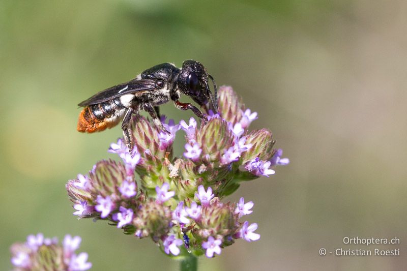 Wildbiene - SA, Limpopo, Nylsvlei Nature Reserve, 30.12.2014