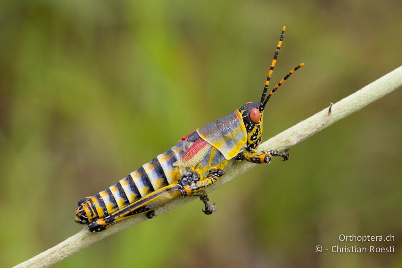 Elegant Grasshopper, Zonocerus elegans - SA, Mpumalanga, Matibidi, Seitenbach vom Blyde River, 10.01.2015