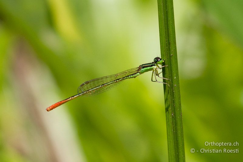 Agriocnemis pinheyi, Pinhey's Whisp ♂ - SA, Mpumalanga, Graskop, 11.01.2015