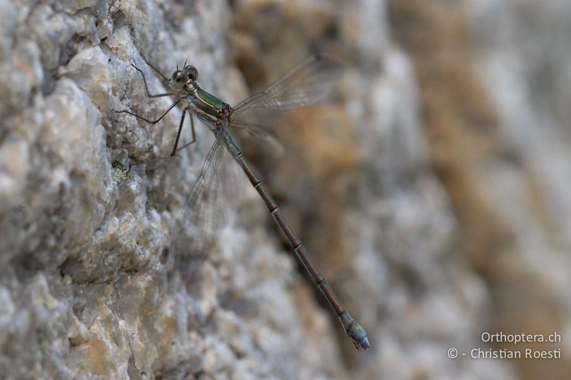 cf. Chlorolestes fasciatus, Mountain Malachite ♀ - SA, Nort West, Rustenburg, Magaliesberg, 15.01.2015