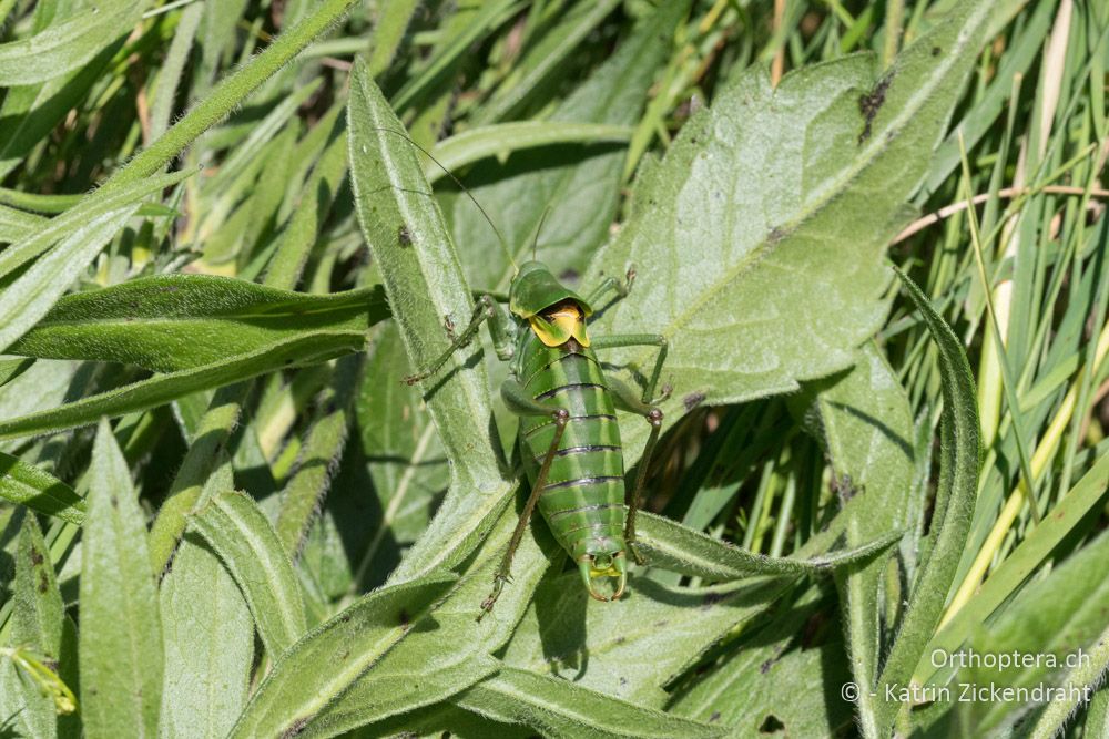 Polysarcus denticauda ♂ - HR, Primorje-gorski Kotar, Vela Učka, 22.06.2016