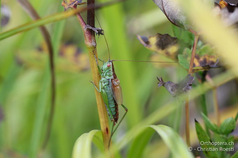 Conocephalus dorsalis ♂ - CH, Schwyz, Südufer Sihlsee, 09.09.2016