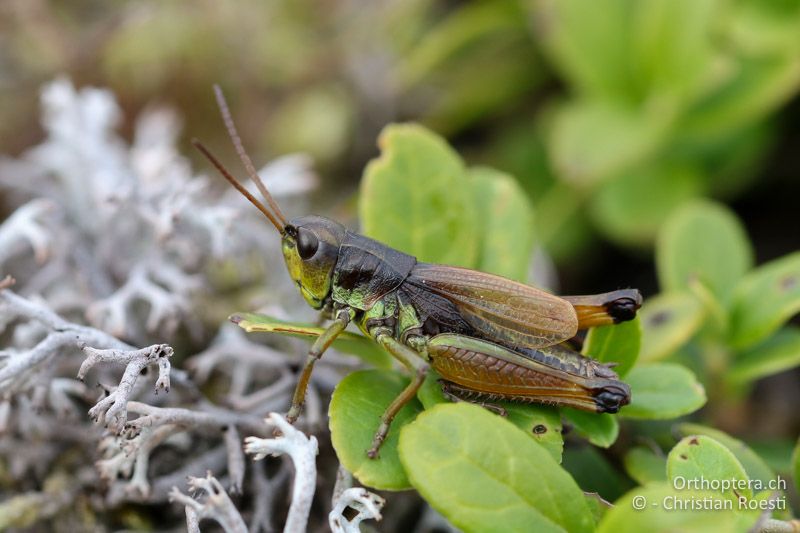 Podismopsis styriaca ♂ - AT, Kärnten, Reichenfels, 16.09.2016