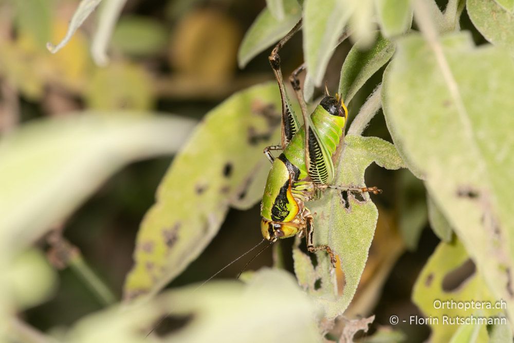 Eupholidoptera leucasi ♂ - GR, Ionische Inseln, Lefkada, 10.06.2024