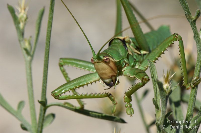 Saga natoliae ♂ - BG, Blagoewgrad, Ploski, 14.07.2018