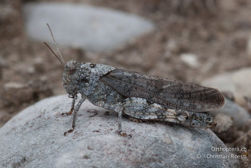 Bryodemella tuberculata ♀ - DE, Bayern, Vorderriss, 03.08.2008