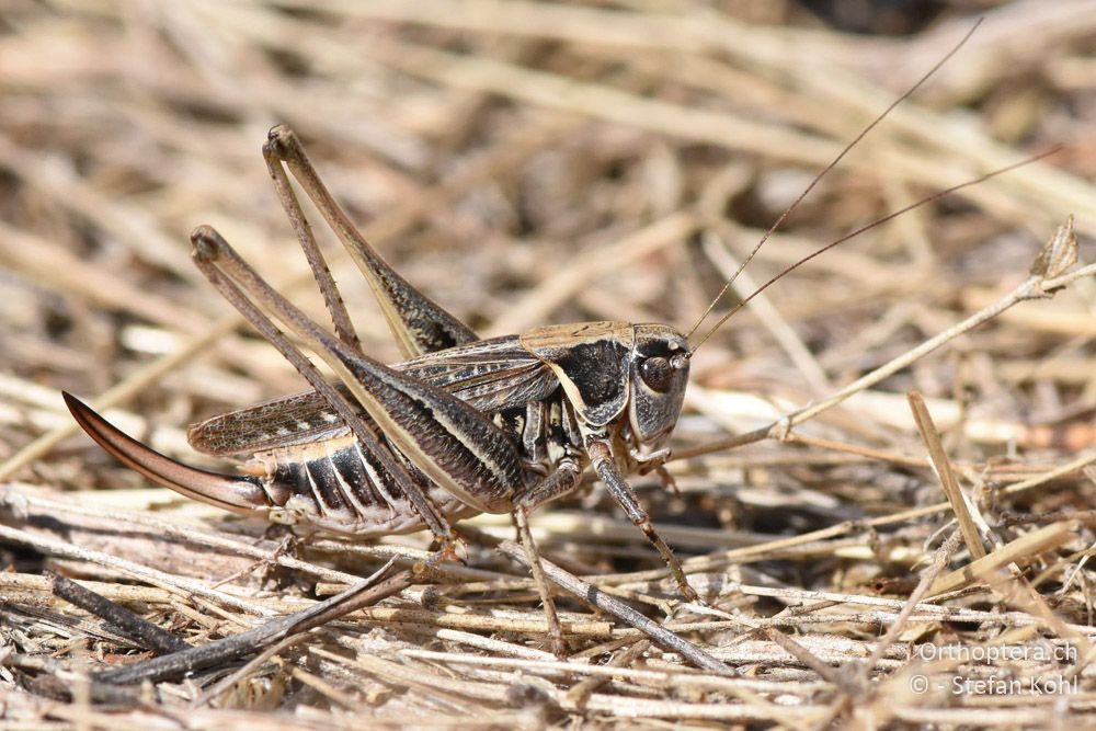 Steppen-Beissschrecke (Montana montana) ♀ - AT, Niederösterreich, Ebergassing, 08.07.2018