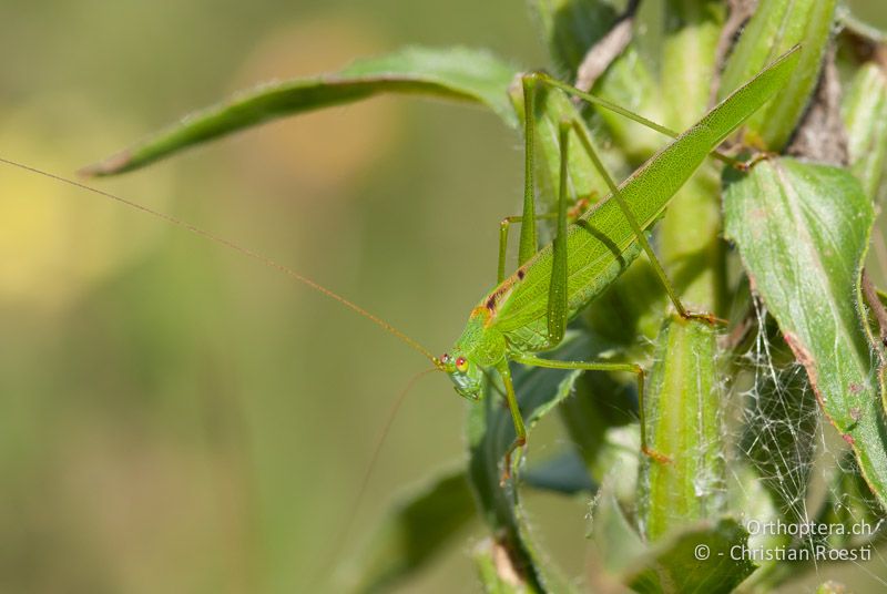 Phaneroptera falcata ♂ - CH, SH, Neunkirch, 09.08.2008