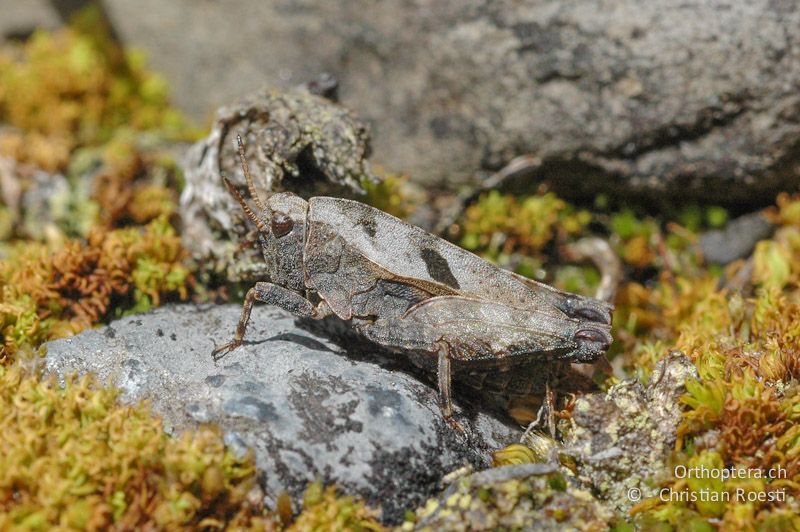 Tetrix bipunctata ♀ - CH, VS, Derborence, 17.07.2007