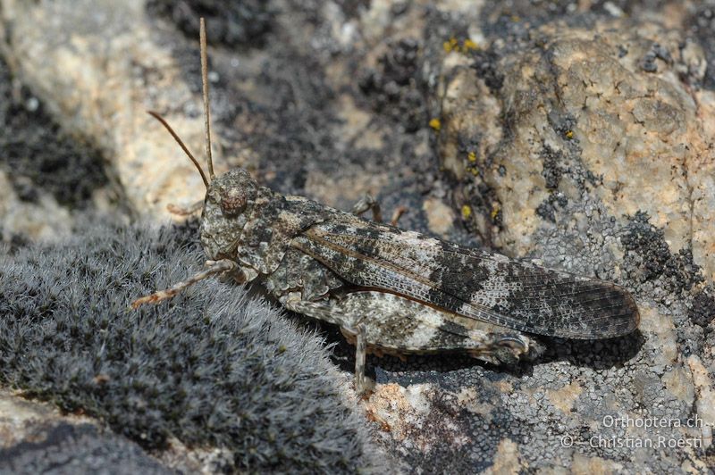 Oedipoda germanica ♂, typische und häufigste Farbvariante - CH, VS, Cambioula, 06.07.2007