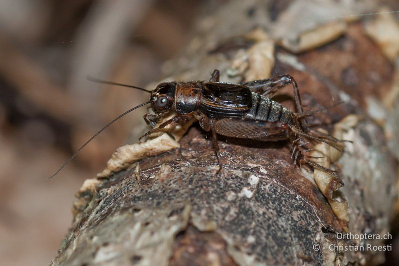 Nemobius sylvestris ♂. Die Flügel erreichen ungefähr die doppelte Halsschildlänge - FR, Gironde, Claouey, 07.08.2009