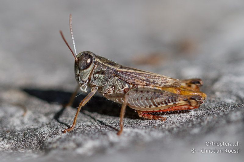 Calliptamus siciliae ♂ - CH, TI, Mt. Caslano, 14.08.2012