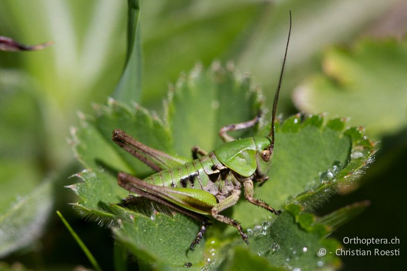 Larve von Decticus verrucivorus ♀ - CH, BE, Stechelberg, 16.06.2013