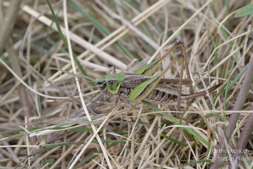 Montana montana ♀ - AT, Niederösterreich, Ebergassing, 08.07.2018