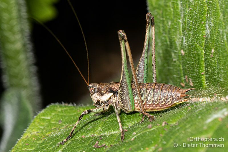 Unterseite des Hinterschenkelvon von Rhacocleis annulata ♂- CH, BS, Basel, 21.09.2020