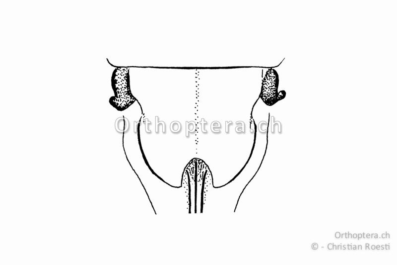 Subgenitalplatte von Metrioptera saussuriana ♀. Sie ist am Hinterrand nur leicht rundlich eingeschnitten.