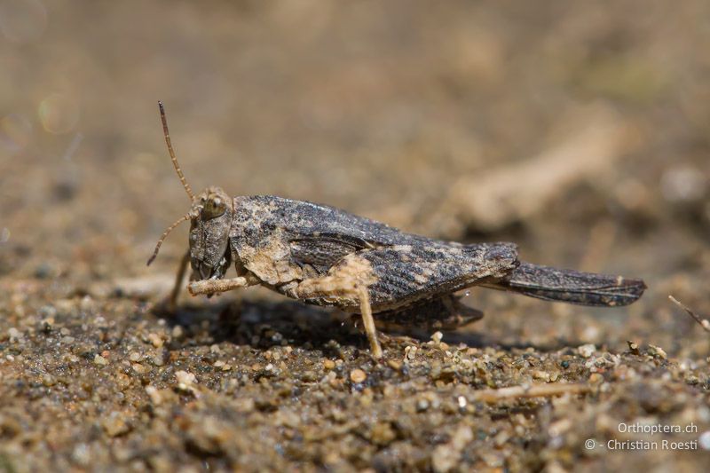 Männchen von Tetrix bolivari. Dolna Kula an der Krumovitsa, 24.04.2012