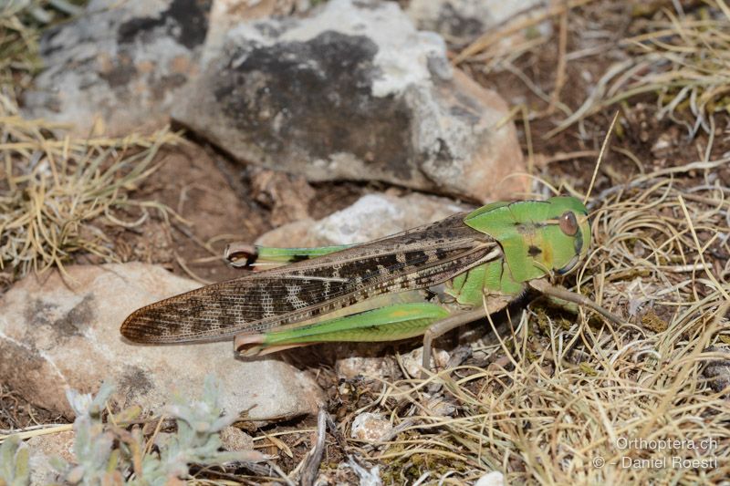 Locusta migratoria ♀ - HR, Insel Cres, 23.07.2015