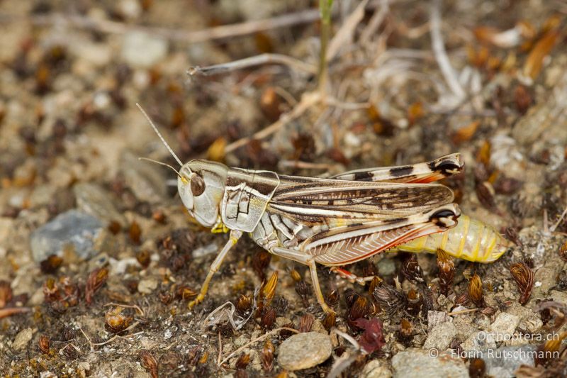 Arcyptera microptera ♀ - GR, Westmakedonien, Mt. Vernon, 22.07.2012