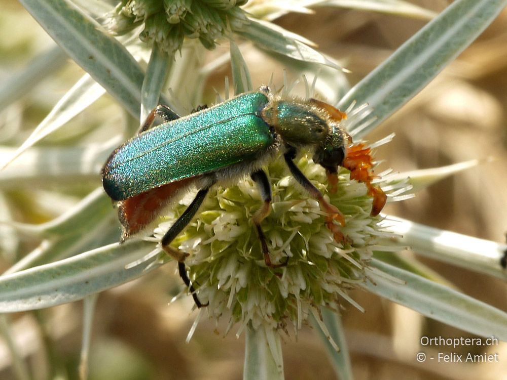 Ölkäfer Cerocoma sp. - GR, Zentralmakedonien, Kerkini-See, 07.07.2013