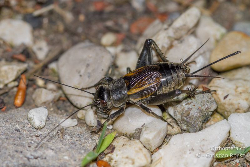 Melanogryllus desertus ♀ - IT, Friaul-Julisch Venetien, Pertegada, 27.05.2014