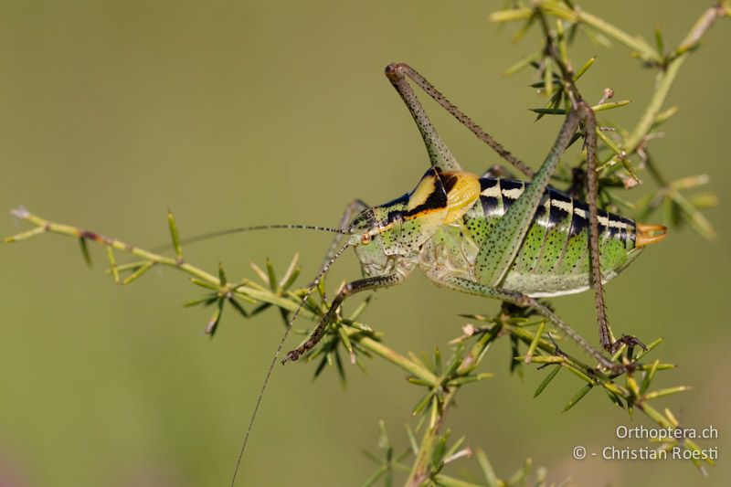 Poecilimon ornatus ♂ - HR, Istrien, Rajki, 04.06.2014