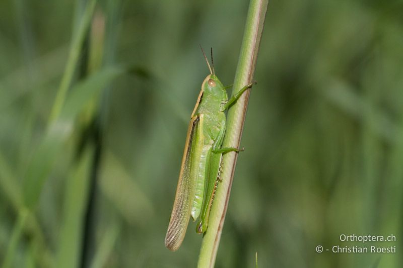 Paracinema tricolor bisignata ♀ - FR, Arles, 09.07.2014