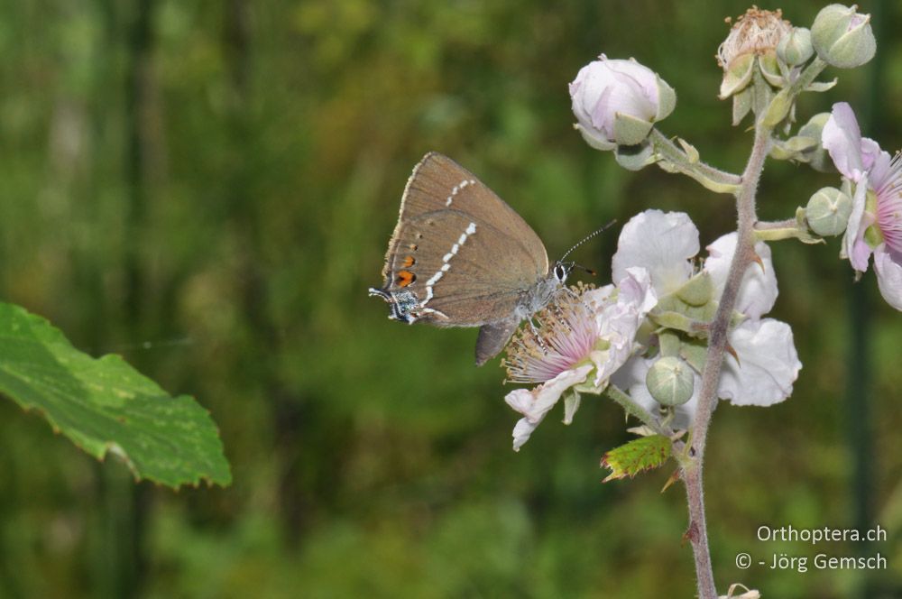 Satyrium spini - HR, Istrien, Skitača, 24.06.2016