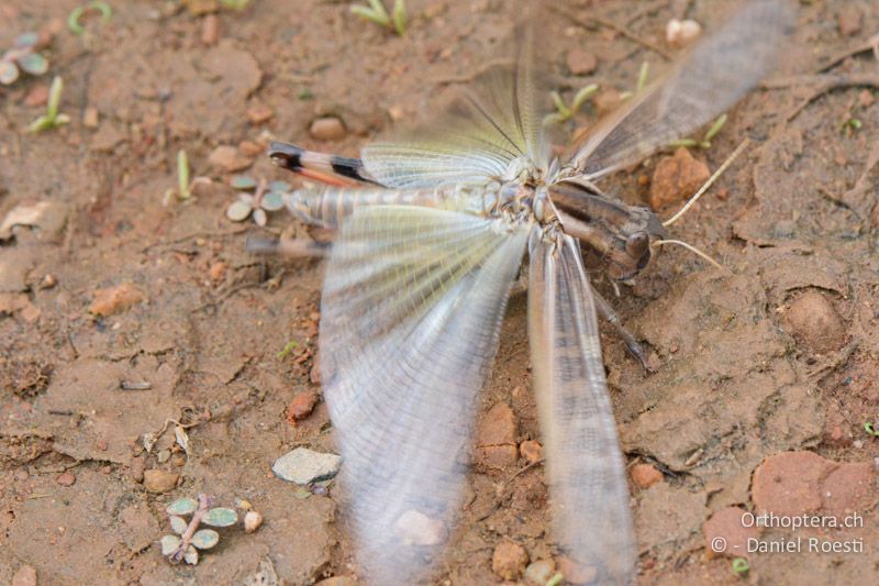 Wanderheuschrecke (Locusta migratoria) ♂ beim Abflug - FR, Camargue, St. Gilles, 10.07.2014