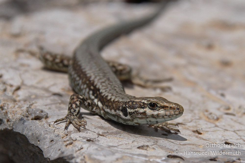 Mauereidechse (Podarcis muralis) ad. ♂ - GR, Ostmakedonien, Mt. Pangeon, 06.07.2013