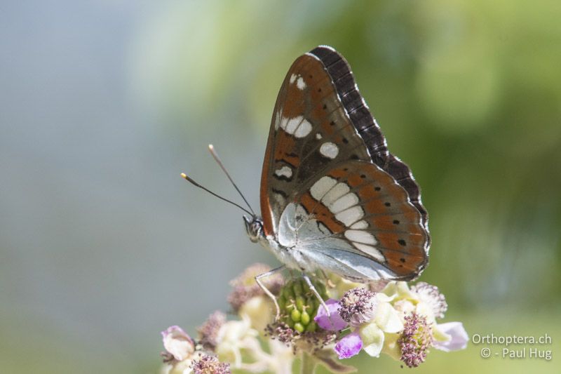 Blauschwarzer Eisvogel (Limenitis reducta) - GR, Zentralmakedonien, Mt. Hortiatis, 04.07.2017