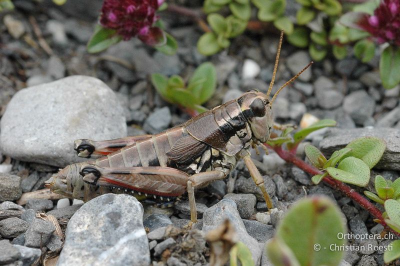 Podisma pedestris ♀ - CH, VS, Derborence, 17.06.2007