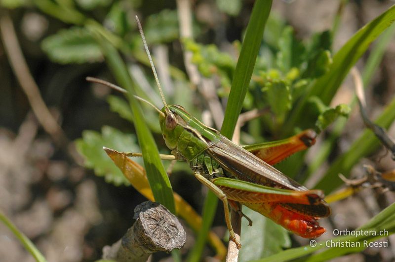 Stenobothrus lineatus ♂, singend - CH, VS, Martigny, 15.07.2007