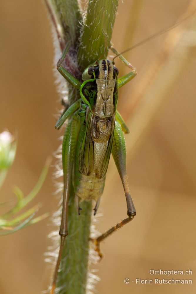 Beissschrecke Roeseliana ambitiosa - Westlich von Paramythia, 11.07.2011