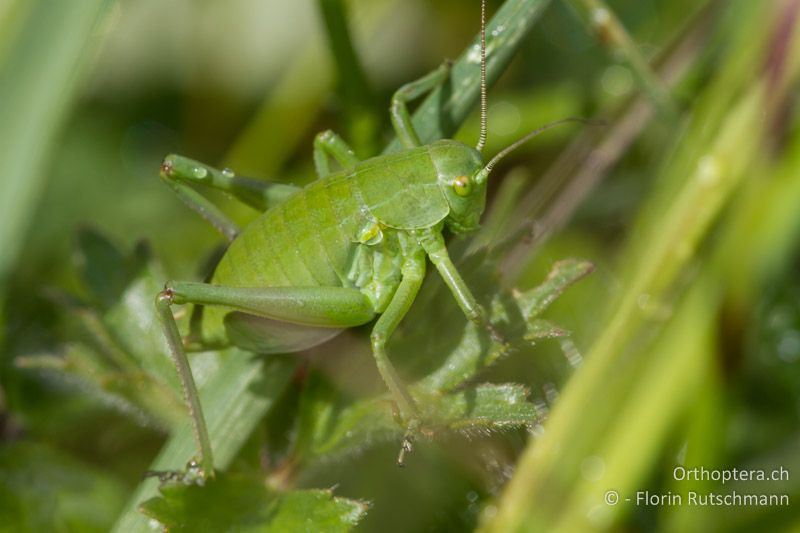 Larve von Polysarcus denticauda ♀ - CH, SH, Möösli, 06.05.2012