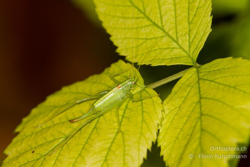 Meconema meridionale ♀ - CH, AG, Obersiggenthal, 13.10.2013