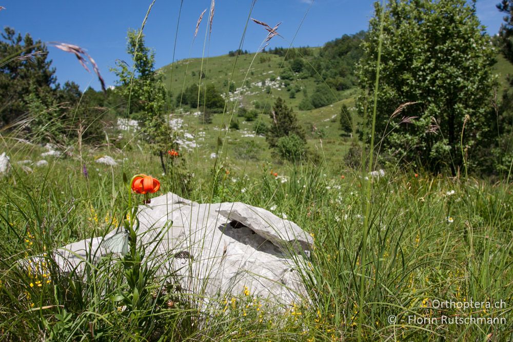 Blütenreiche Wiese im Učka-Gebirge mit der Krainer Lilien (Lilium carniolicum) - HR, Istrien, Učka-Gebirge, 11.06.2014