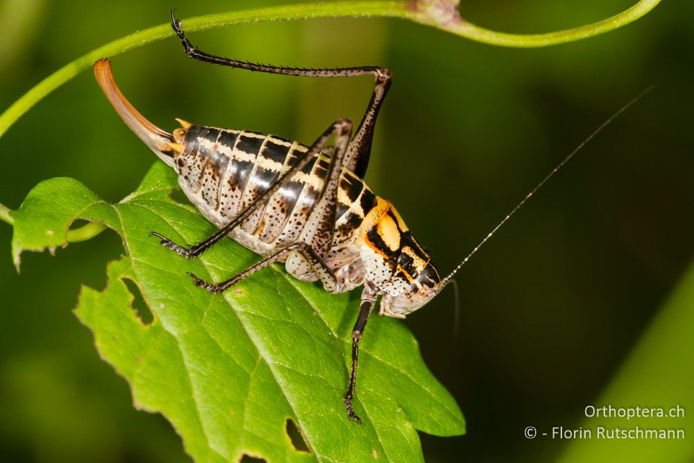 Poecilimon ornatus - HR, Istrien, Plomin, 13.06.2014