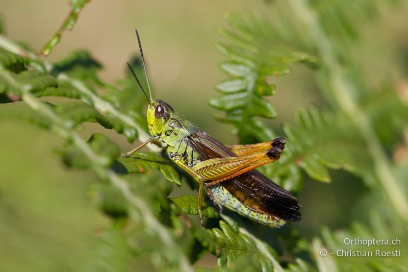 Singendes ♂ von Stauroderus scalaris - CH, TI, Mt. Generoso, 17.08.2013